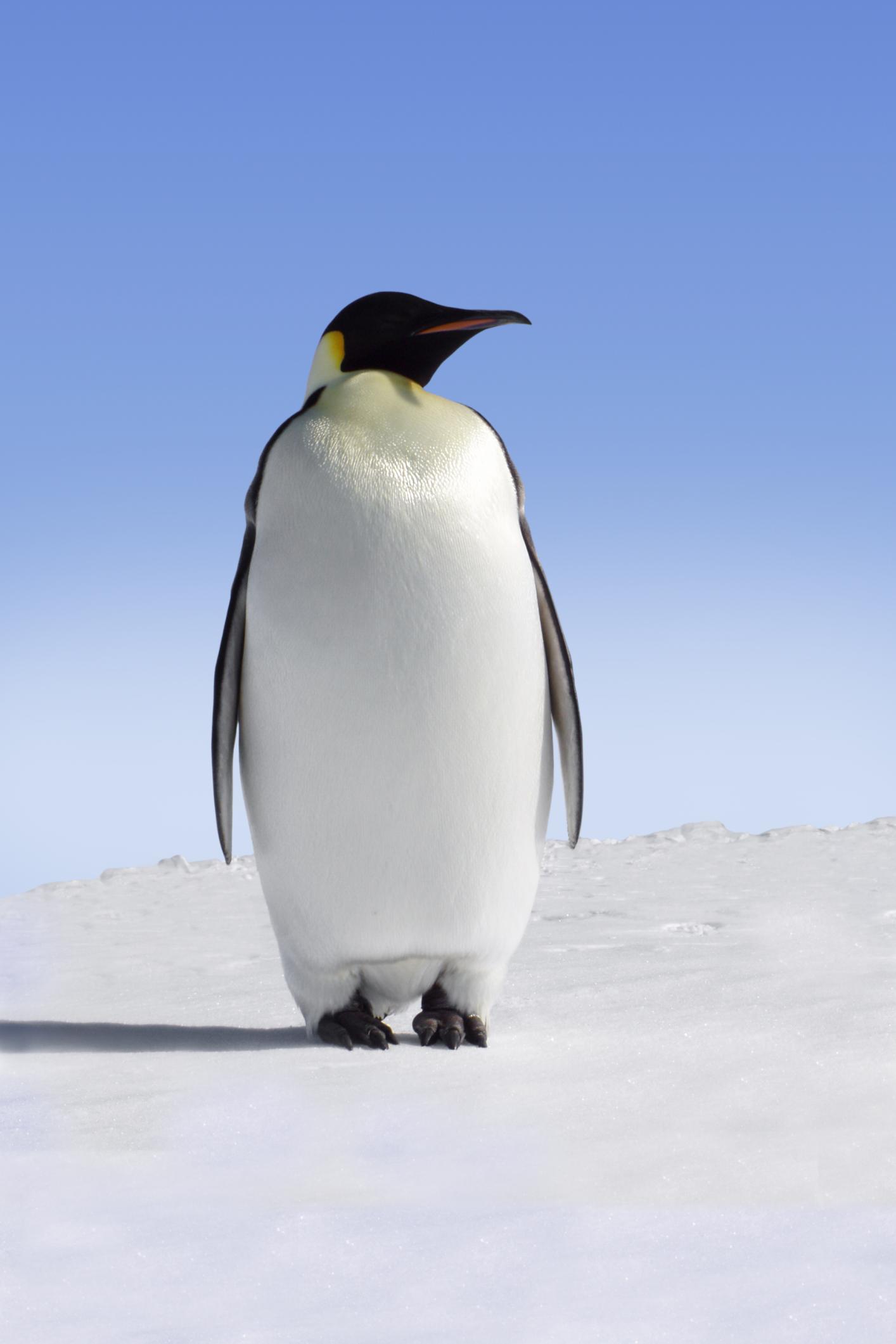 emperor-penguin-aptenodytes-forsteri